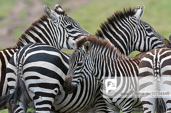 Gewöhnliche Zebras (Equus quagga)  Masai Mara National Reserve  Kenia