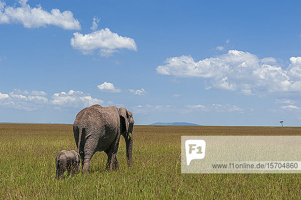 Afrikanischer Elefant (Loxodonta africana) und Kalb  Masai Mara National Reserve  Kenia