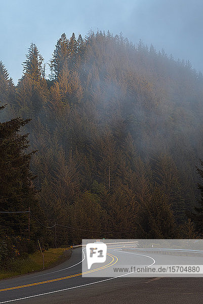 Vehicles driving down windy road on foggy afternoon along coast  Redwood forest  California  USA