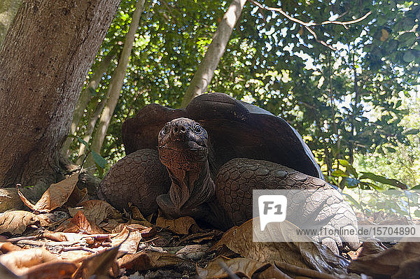Aldabra-Schildkröte (Dipsochelys dussumieri)  Fregate Island  Seychellen