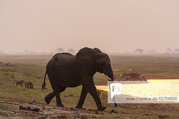 Afrikanischer Elefant (Loxodonta africana) auf dem Weg zum Wasserloch  Chobe-Nationalpark  Botswana