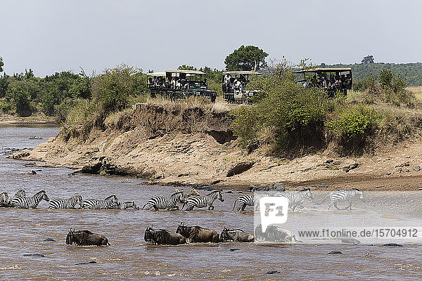 Touristen beobachten Grant's Zebras (Equus quagga boehmi) und Streifengnus (Connochaetes taurinus) beim Überqueren des Mara-Flusses  Masai Mara National Reserve  Kenia