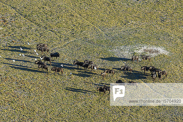 Luftaufnahme der Gnu-Herde (Connochaetes taurinus)  Okavango-Delta  Botswana