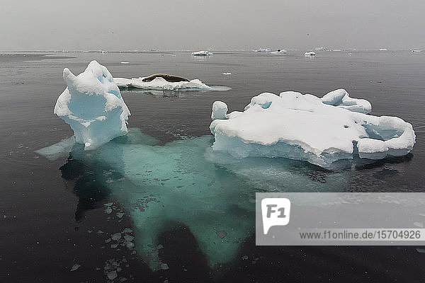 Auf Eis ruhende Krabbenfresserrobbe (Lobodon carcinophaga)  Wilhelmina Bay  Antarktis