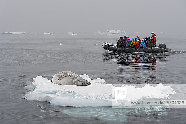 Touristen auf einem Schlauchboot mit der Krabbenfresser-Robbe (Lobodon carcinophaga) auf Eis ruhend  Wilhelmina Bay  Antarktis