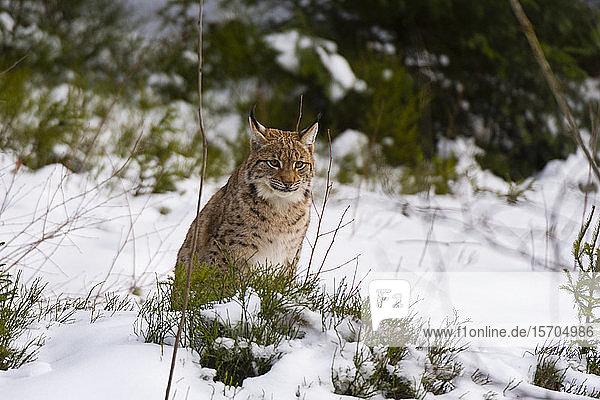 Europäischer Luchs (Lynx linx)  in Gefangenschaft  Nationalpark Bayerischer Wald  Bayern  Deutschland