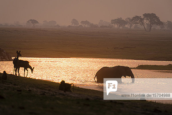 Afrikanischer Elefant (Loxodonta africana) und Tiere am Wasserloch  Chobe-Nationalpark  Botswana