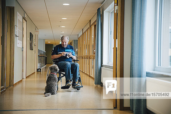 Behinderter älterer Mann in voller Länge im Rollstuhl mit Hund auf der Allee im Pflegeheim