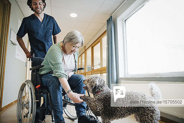 Lächelnder Pfleger sieht behinderte ältere Frau im Rollstuhl an  die einem Hund auf der Straße die Hand reicht