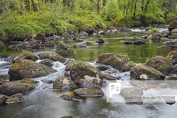 Ein Waldbach  der Fluss Dart  der durch einen alten Eichenwald fließt  im Herzen des Dartmoor National Park  Devon  England  Vereinigtes Königreich  Europa