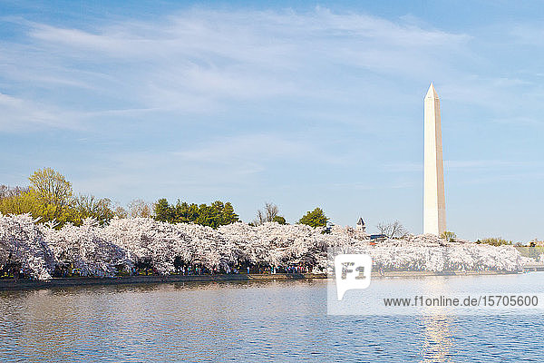 Cherry blossoms and Washington Monument  Washington  DC  United States of America  North America