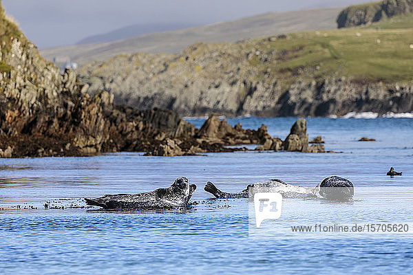 Seehunde  Seehunde  auf Felsen  türkisfarbenes Meer  Scousburgh Sands  South Mainland  Shetland-Inseln  Schottland  Vereinigtes Königreich  Europa