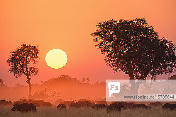 Afrikanischer Büffel (Kap-Büffel) (Syncerus caffer)  bei Sonnenuntergang  Buschmann-Ebenen  Okavango-Delta  Botswana  Afrika