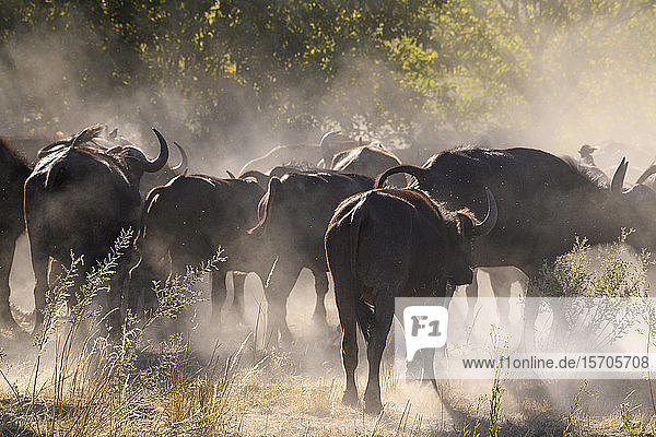 Afrikanischer Büffel (Kap-Büffel) (Syncerus caffer)  Buschmann-Ebenen  Okavango-Delta  Botswana  Afrika
