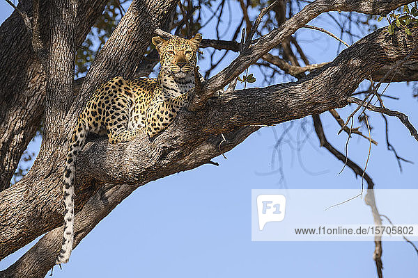 Weiblicher Leopard (Panthera pardus) in einem Baum  Khwai Private Reserve  Okavango Delta  Botswana  Afrika