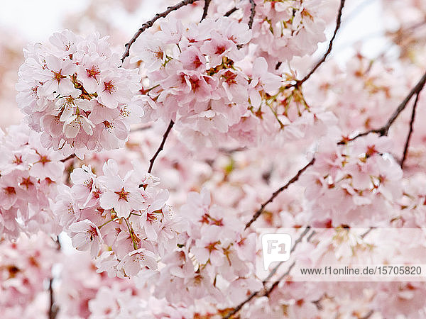 Cherry blossoms  Washington  DC  United States of America  North America