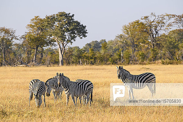 Burchell-Zebra (Steppenzebra) (Gewöhnliches Zebra) (Equus quagga burchellii)  Khwai Private Reserve  Okavango-Delta  Botswana  Afrika