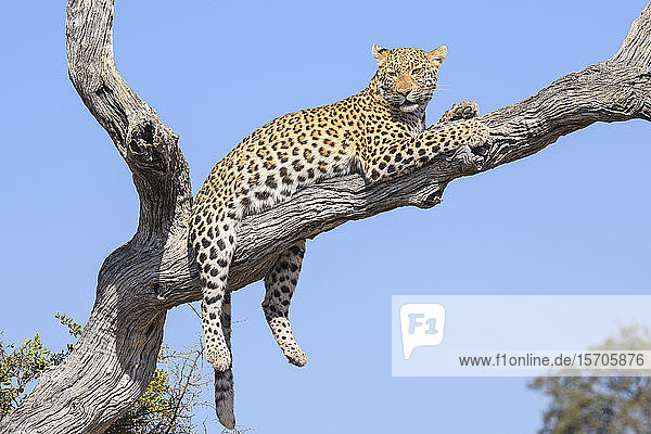 Weiblicher Leopard (Panthera pardus) ruhend in einem Baum  Buschmann-Ebenen  Okavango-Delta  Botswana  Afrika