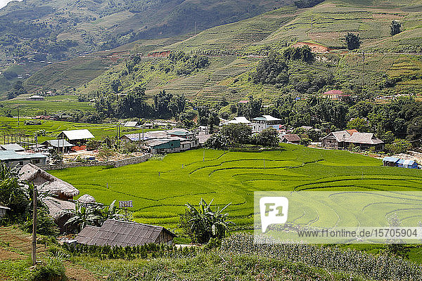 Reisfelder auf Terrassen  Sapa  Vietnam  Indochina  Südostasien  Asien