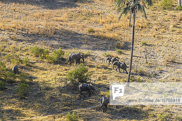 Luftaufnahme des Afrikanischen Elefanten (Loxodonta africana) aus dem Hubschrauber  Macatoo  Okavango Delta  Botswana  Afrika