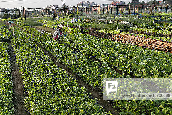 Biologische Gemüsegärten im Dorf Tra Que  Hoi An  Vietnam  Indochina  Südostasien  Asien