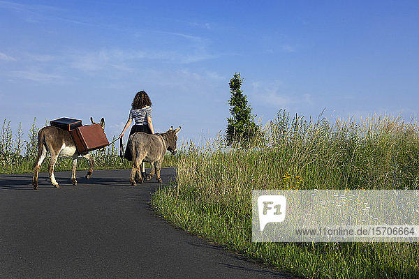 Rückenansicht einer jungen Frau  die auf einer Landstraße mit Eseln mit Gepäck geht