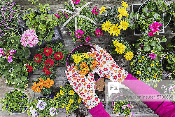 Hands of woman planting large variety of summer flowers