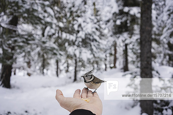 Kleiner Vogel frisst von der weiblichen Hand im verschneiten Wald. Engadin Schweiz