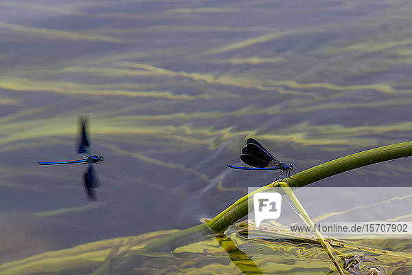 Kroatien  Blaue Selbstfliege  die auf einem aus dem Wasser ragenden Pflanzenstamm sitzt