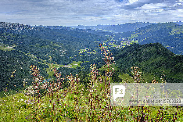 Österreich  Vorarlberg  Mittelberg  Blühende Wildblumen vor grünem Tal in den Allgäuer Alpen