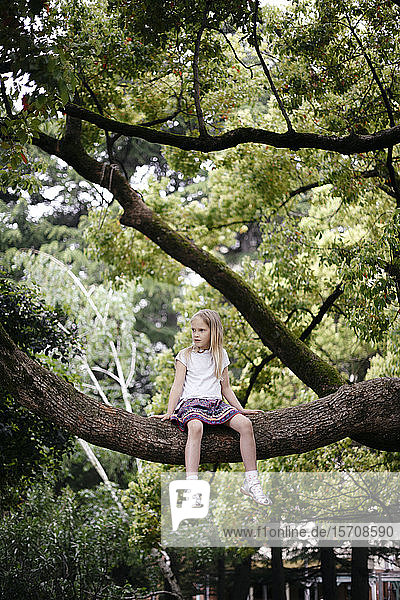 Little girl sitting in a big tree