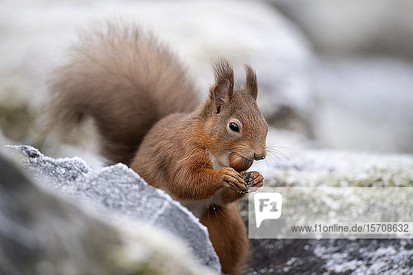 Porträt des roten Eichhörnchens mit Haselnuss im Winter