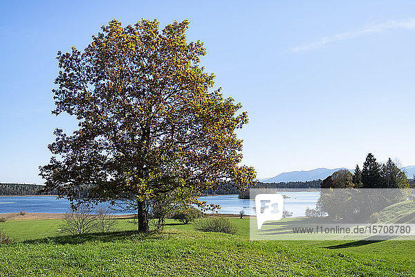 Germany Bavaria Tree standing against Grosser Ostersee lake