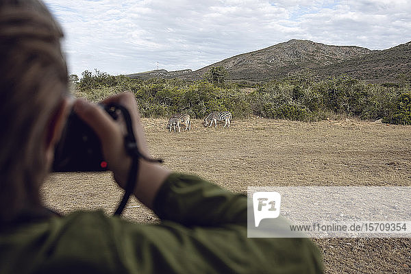 Back view of girl taking photo of zebras  Inverdoorn game Reserve  Breede River DC  South Africa