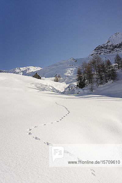 Tierspuren im Neuschnee Valmalenco Italien