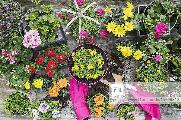 Colorful freshly potted summer flowers