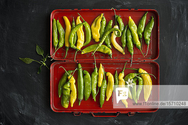 Draufsicht auf gelbe und grüne Chilis (Capsicum) mit Blättern und Blüten in rotem Kasten