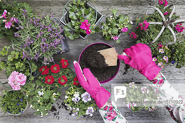Hands of woman planting flowers