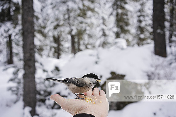 Kleiner Vogel frisst von der weiblichen Hand im verschneiten Wald Engadin Schweiz
