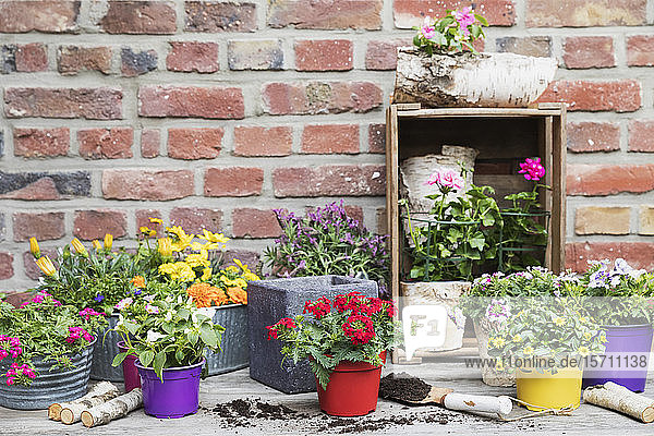 Colorful freshly potted summer flowers