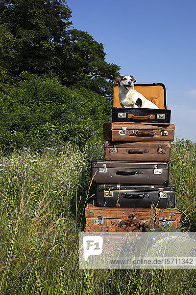Stack of old leather suitcases with little dog on a meadow