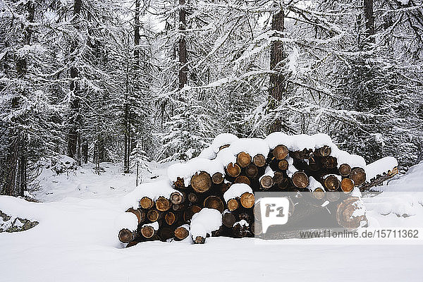 Vom Schnee bedeckter Wald Engadin Schweiz