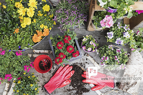 Colorful freshly potted summer flowers
