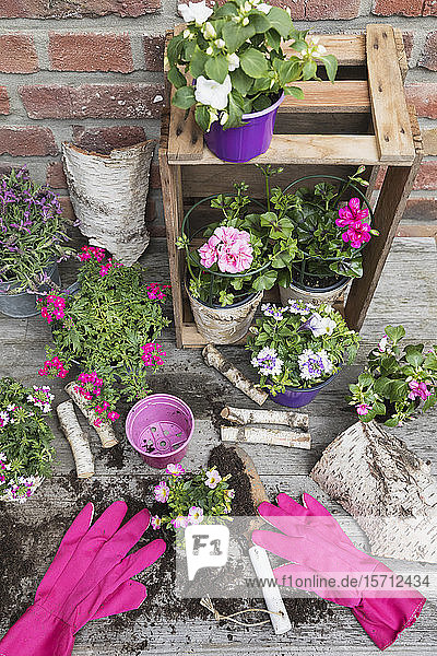 Flowers in pots and gardening gloves