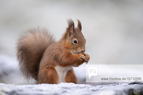 Porträt eines roten Eichhörnchens  das im Winter Haselnuss isst