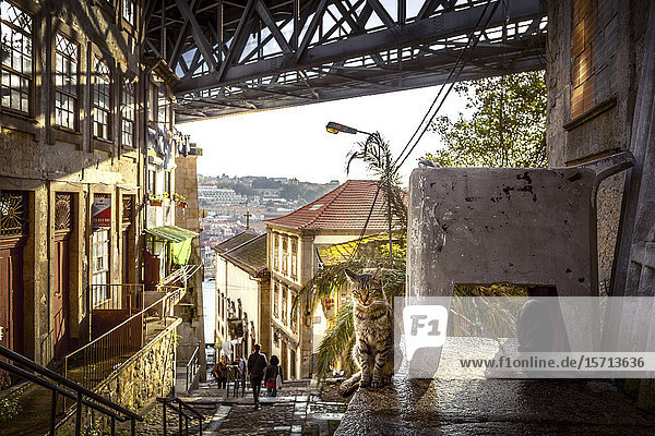 Ponte Dom Luis I Porto Portugal Europe