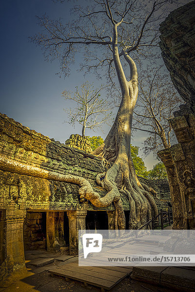 Ta Prohm Temple Angkor Wat Angkor Cambodia Asia