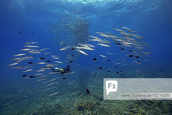 Palau Diver swimming with barracuda school