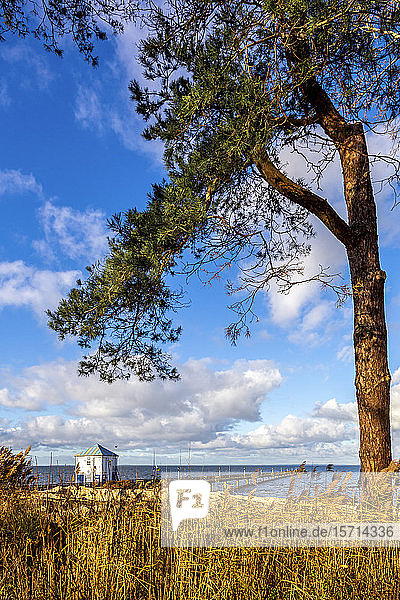 Deutschland  Vorpommern  Mecklenburg  Lubmin  Pier an der Ostsee mit Baum und Gras im Vordergrund