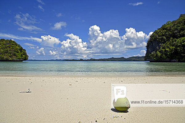 Palau  Rock Island  Coconut in tropical beach